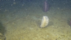 Pennatula aculeata