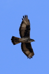 Aquila spilogaster