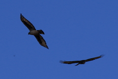 Aquila spilogaster