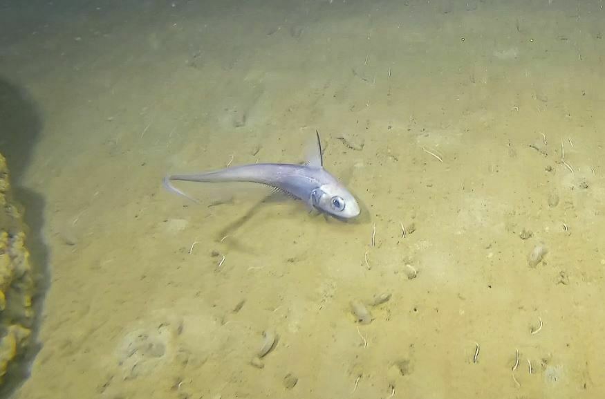Marlin-Spike