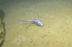 Marlin-Spike photo 1