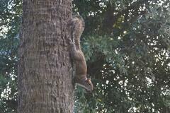 Sciurus carolinensis