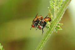 Gymnosoma rotundatum