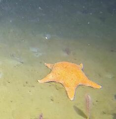 Hippasteria phrygiana