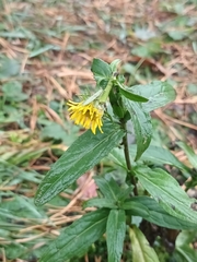 Pentanema britannica