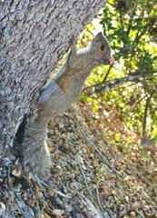 Sciurus carolinensis