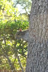 Sciurus carolinensis