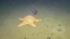 Hippasteria phrygiana