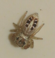 Opisthoncus sexmaculatus