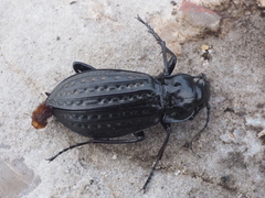 Carabus clatratus