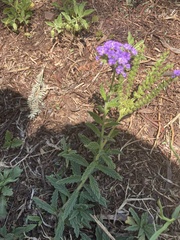 Heliotropium amplexicaule