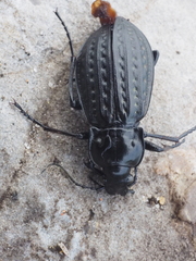 Carabus clatratus