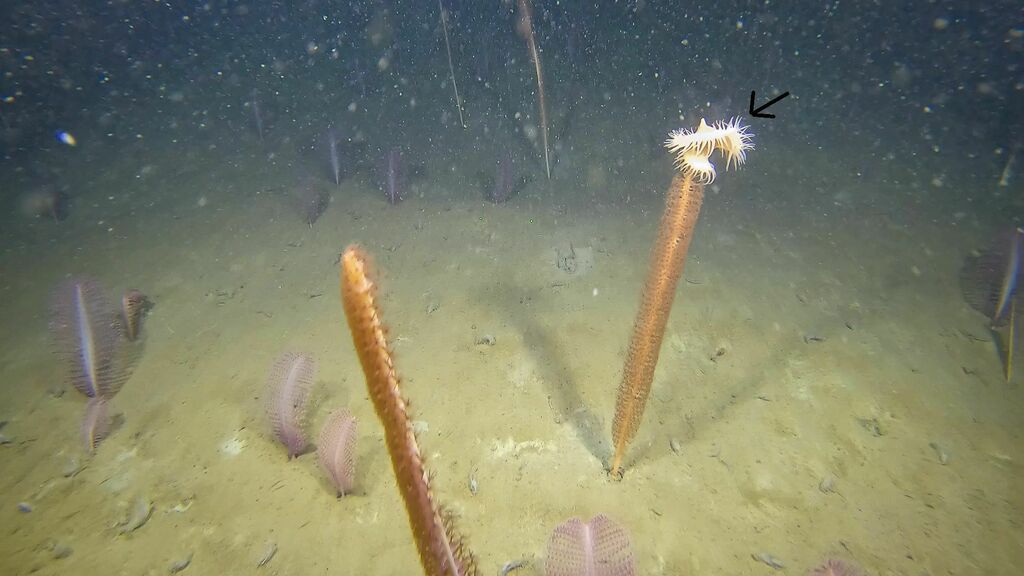 Stephanauge nexilis