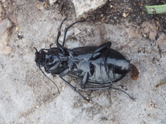 Carabus clatratus