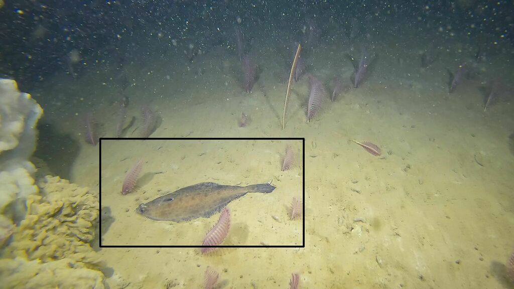 Witch Flounder from Côte-Nord, QC, Canada on July 19, 2022 at 09:26 AM ...