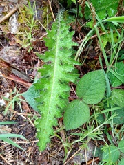 Cirsium palustre