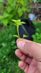 Stellaria apetala