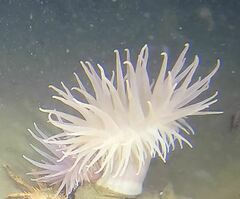 Actinostola callosa