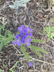 Heliotropium amplexicaule