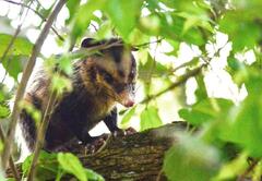 Didelphis aurita