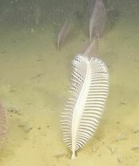 Pennatula aculeata