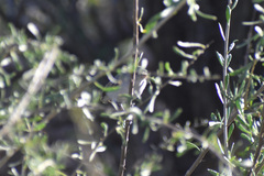 Polioptila