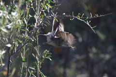 Polioptila