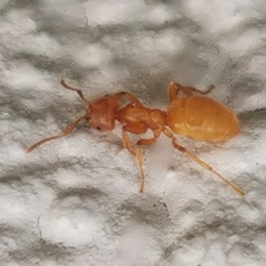 Lasius