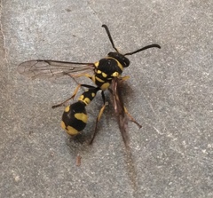 Eumenes mediterraneus