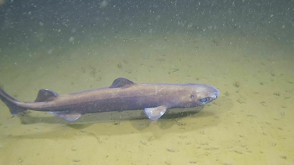 Black Dogfish from CôteNord, QC, Canada on July 18, 2022 at 0338 PM by Marilyn Thorne. Depth