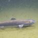 Black Dogfish - Photo (c) Marilyn Thorne, some rights reserved (CC BY-NC), uploaded by Marilyn Thorne