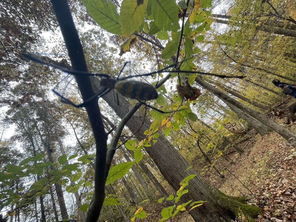 Joro Spider from Owens Store Rd, Canton, GA, US on October 28, 2022 at