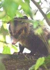 Didelphis aurita