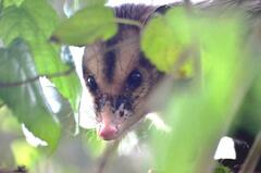 Didelphis aurita