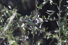 Polioptila