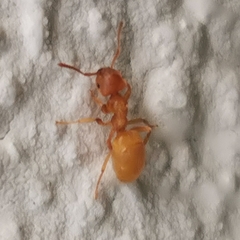 Lasius