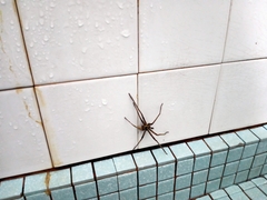 Heteropoda tetrica