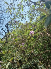 Solanum granulosoleprosum
