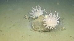 Actinostola callosa