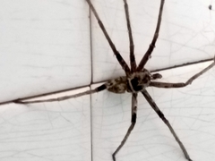 Heteropoda tetrica