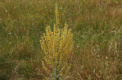 Verbascum speciosum