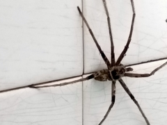 Heteropoda tetrica