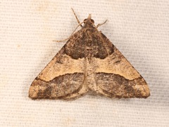 Frederickia hypaethrata