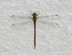 Triacanthagyna septima