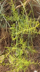 Asparagus horridus