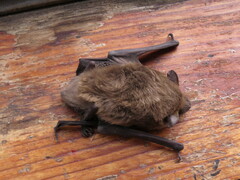 Eptesicus serotinus