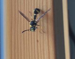 Eumenes mediterraneus