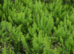 Acacia littorea