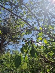 Morus nigra