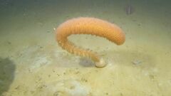 Anthoptilum grandiflorum